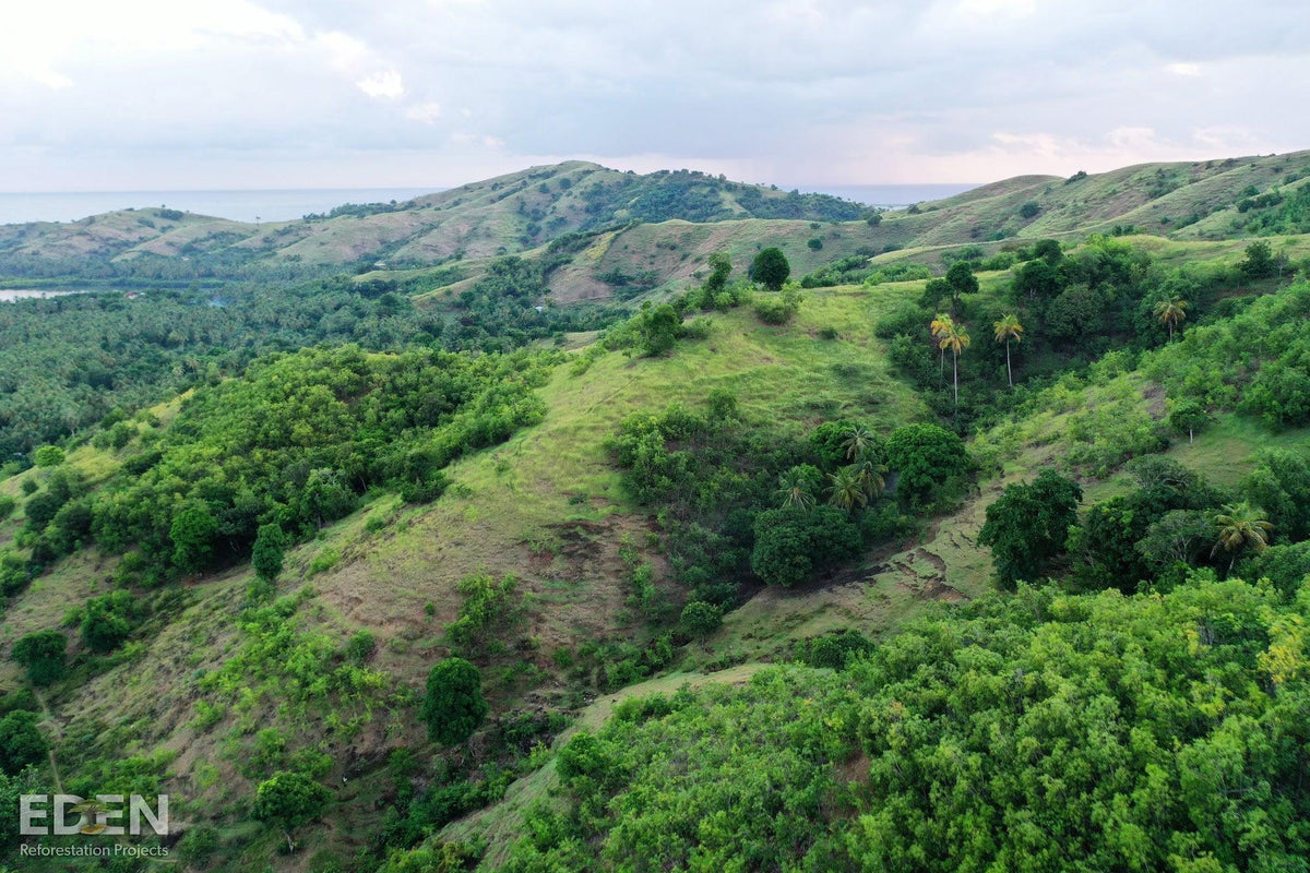 Pflanzt Bäume. rettet Leben - Eden Reforestation Projects