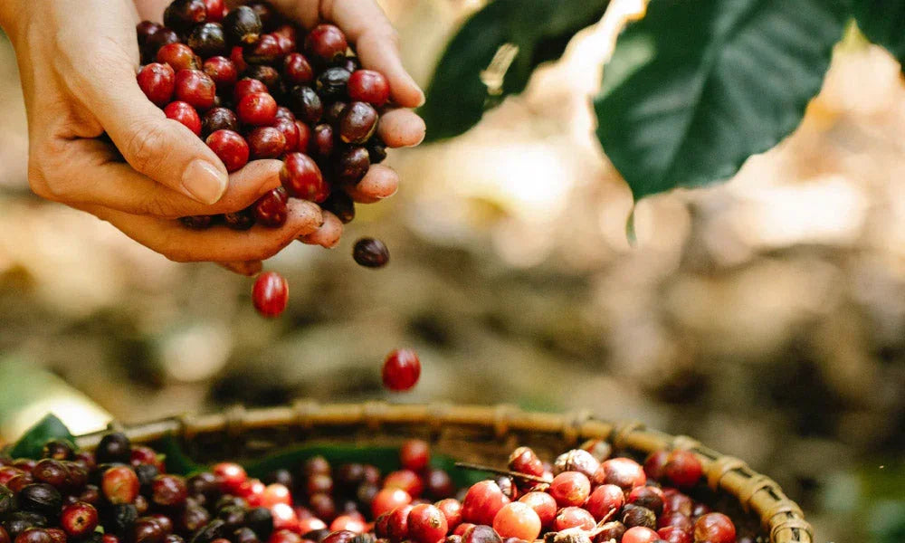 Nachhaltig trinken: Wie man Kaffeebohnen aus ethischen Quellen auswählt.